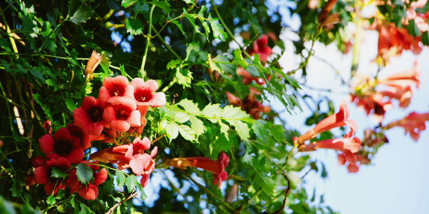 La bignone feuillage persistant garde-t-elle ses feuilles en hiver ?