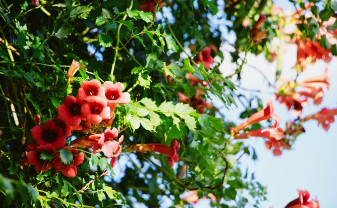 La bignone feuillage persistant garde-t-elle ses feuilles en hiver ?