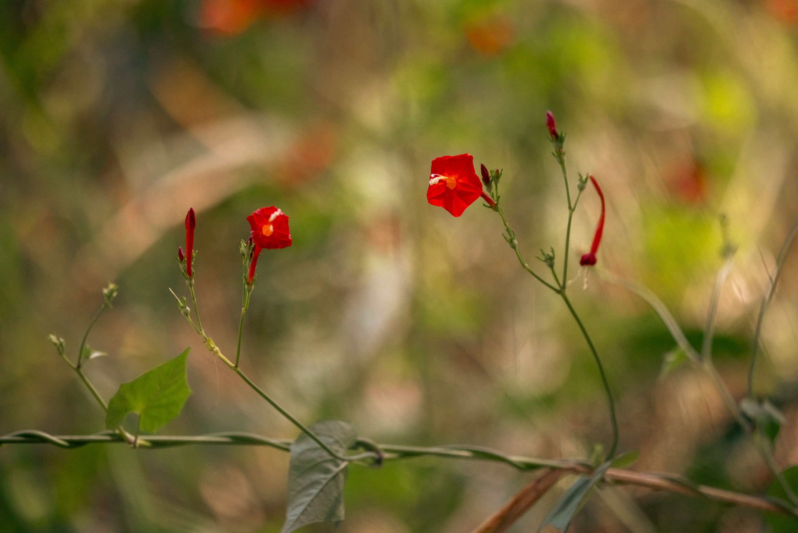 Gros plan fleurs rouges vigne délicate