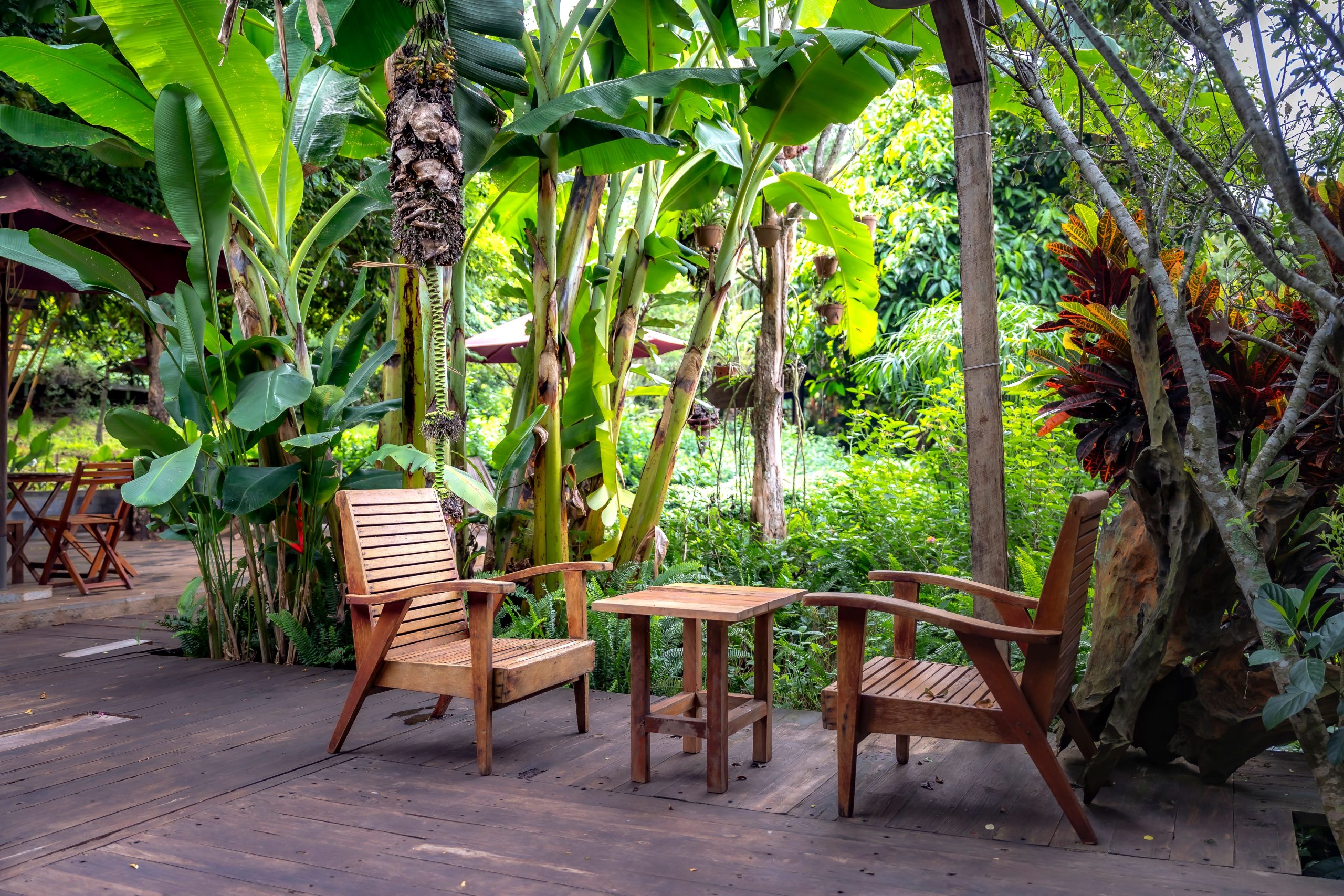 Deux fauteuils en bois et table dans jardin tropical luxuriant