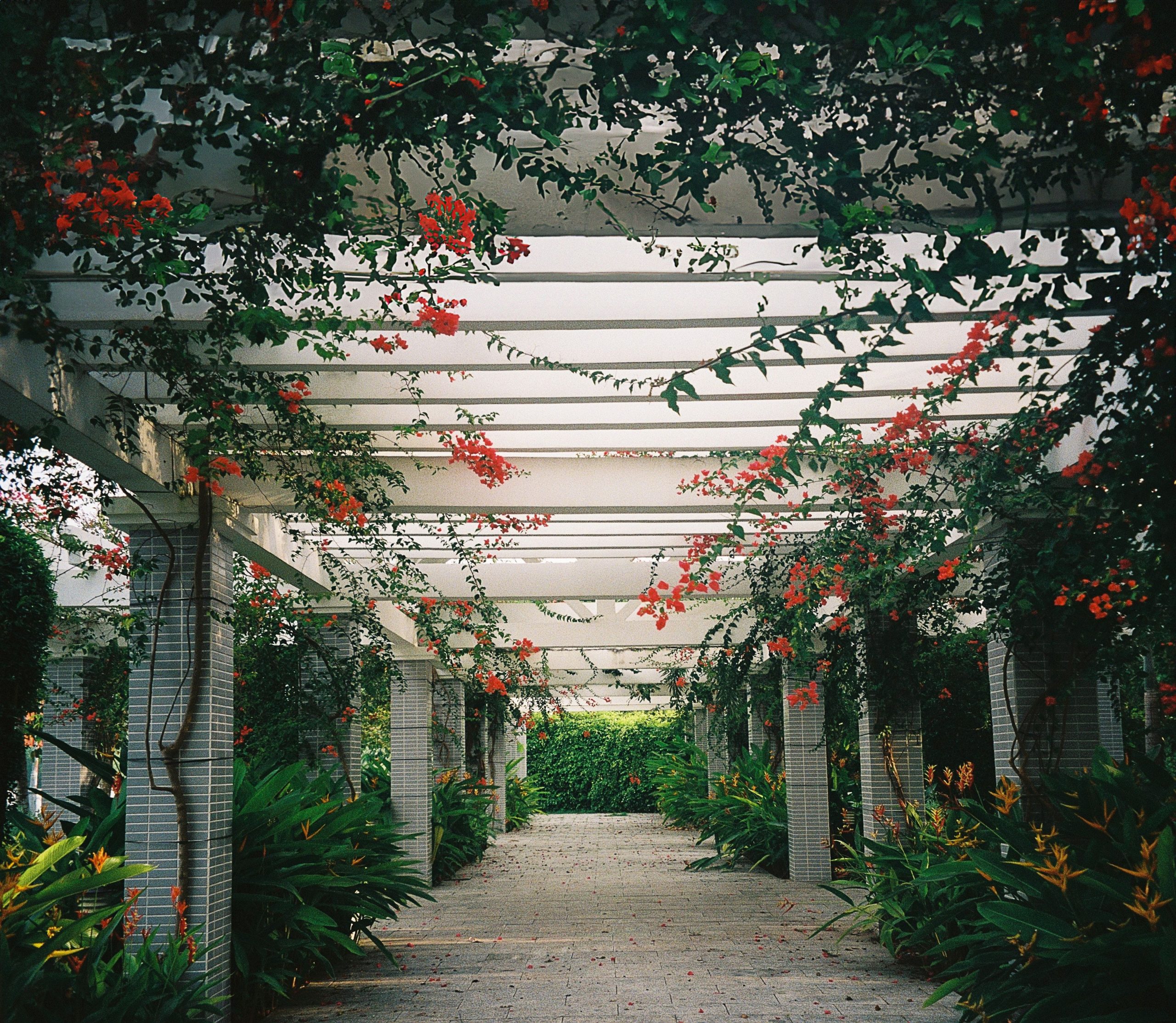 Pergola bignone persistant rouge fleuri