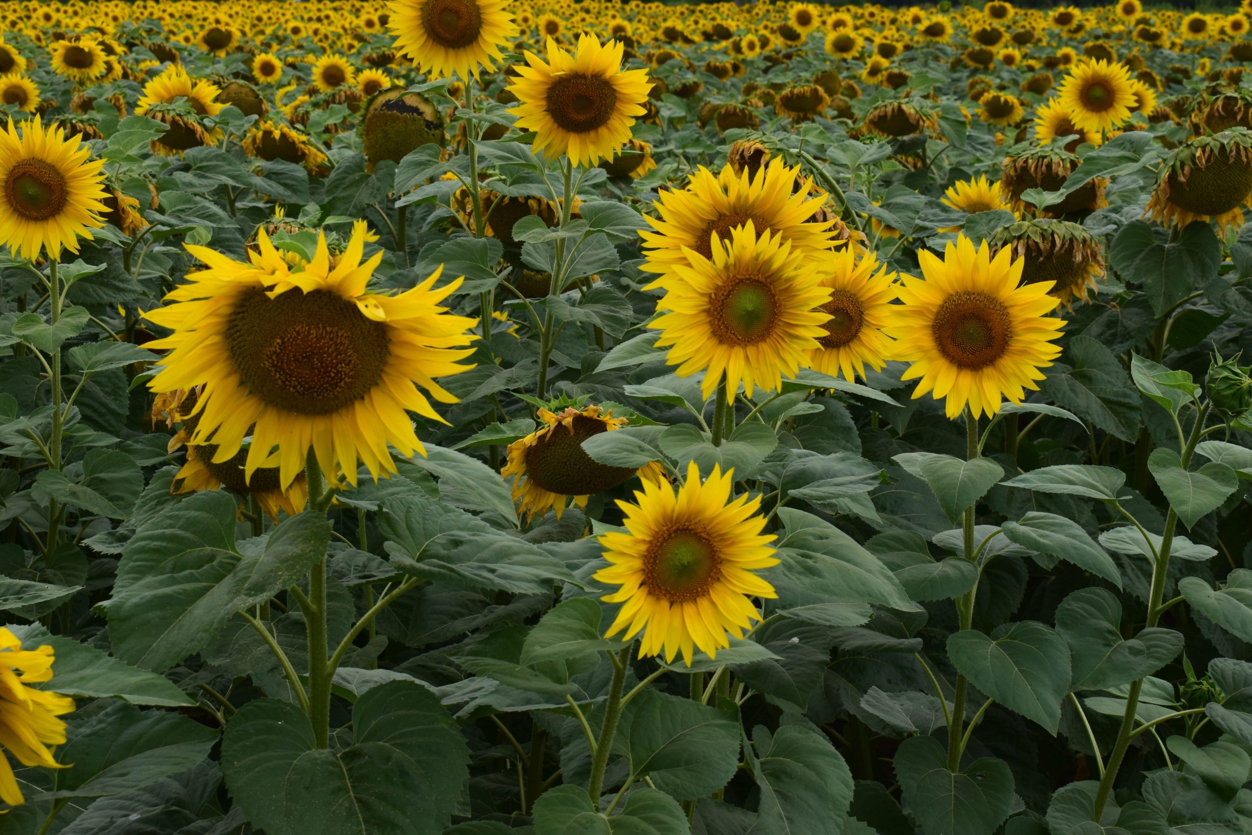 Champ de tournesols jaunes en pleine floraison