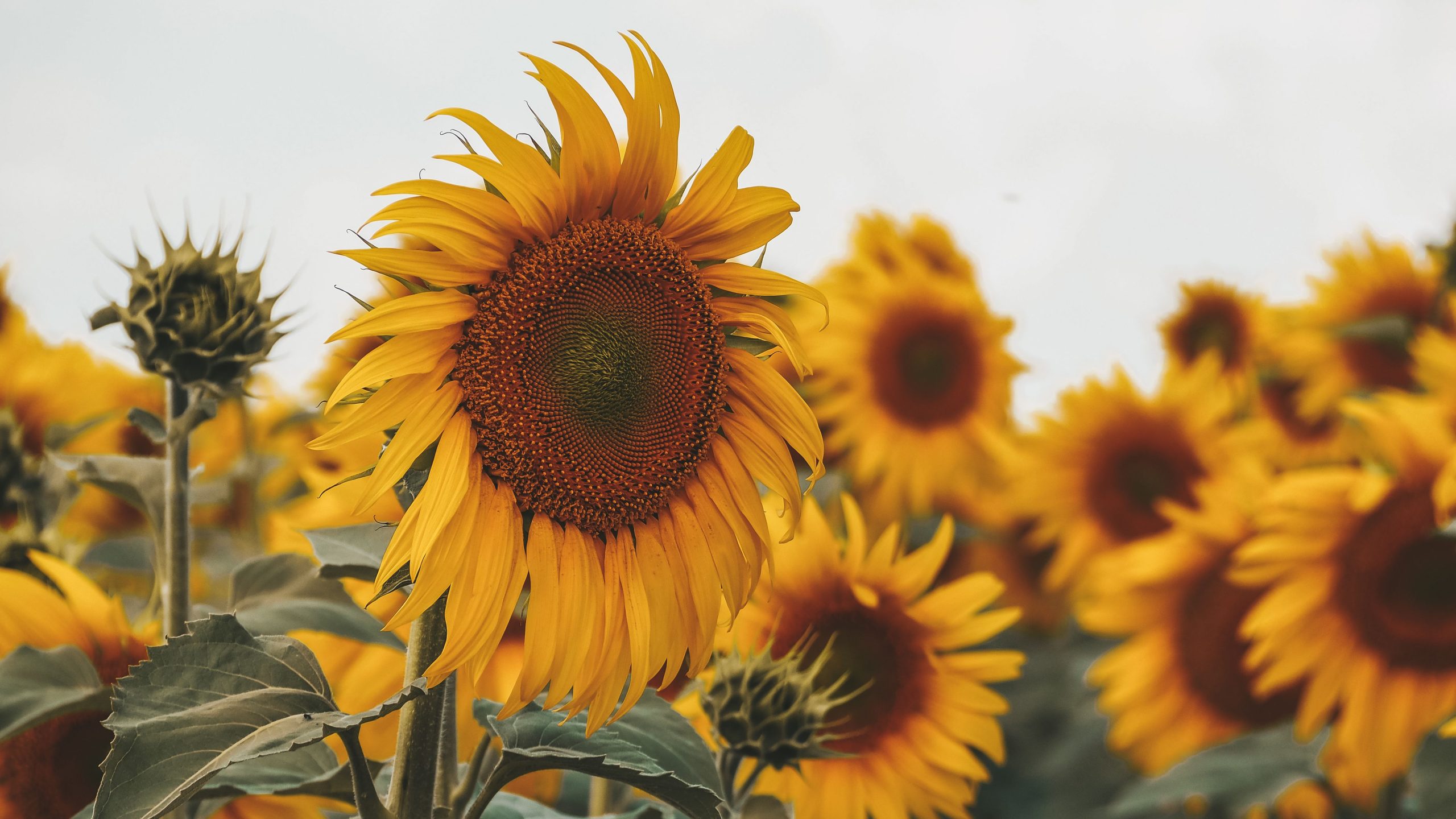 Tournesol vibrant épanoui sous ciel bleu