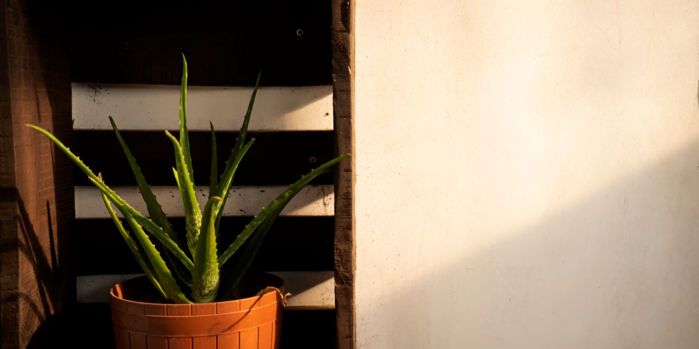 Où placer son aloe vera dans la maison ?