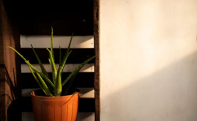 Où placer son aloe vera dans la maison ?