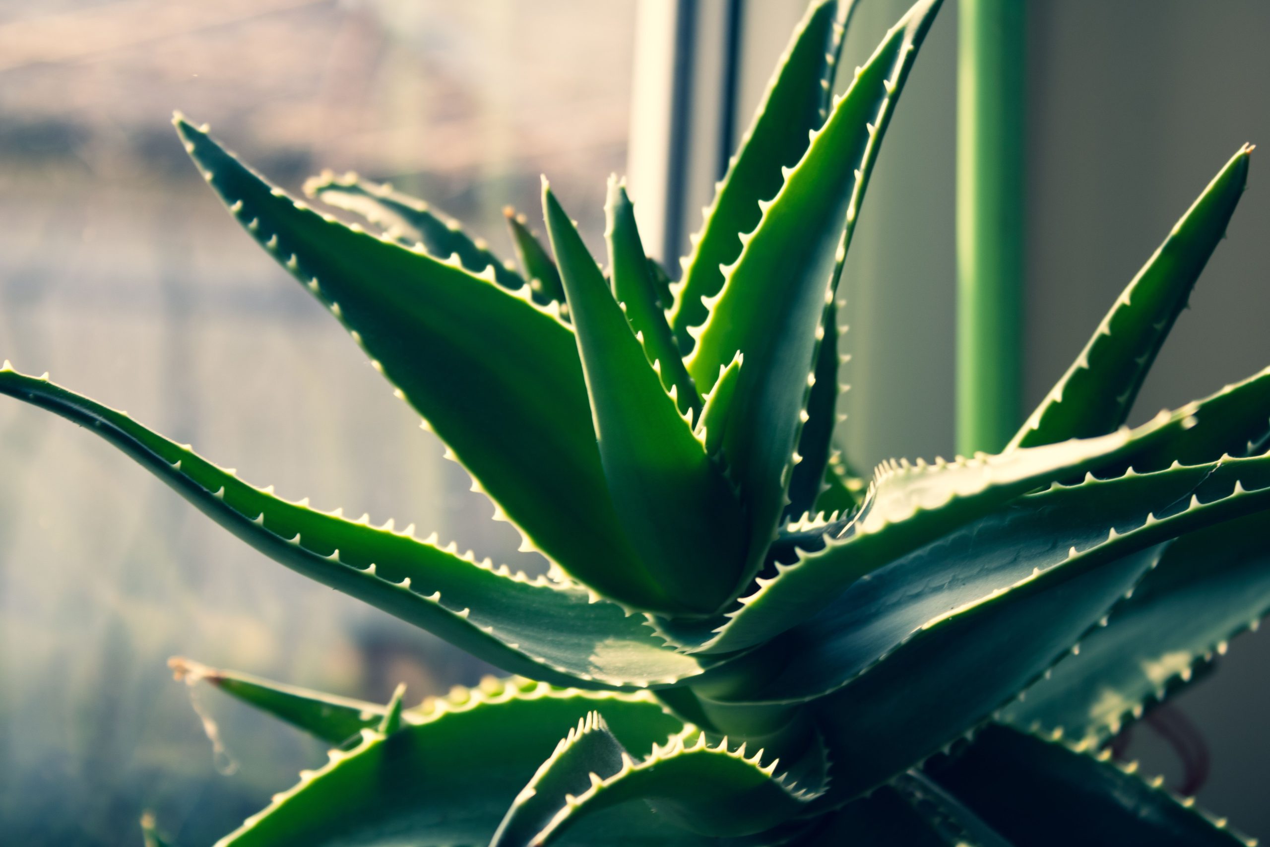 Feuilles pointues d'aloe vera sous le soleil