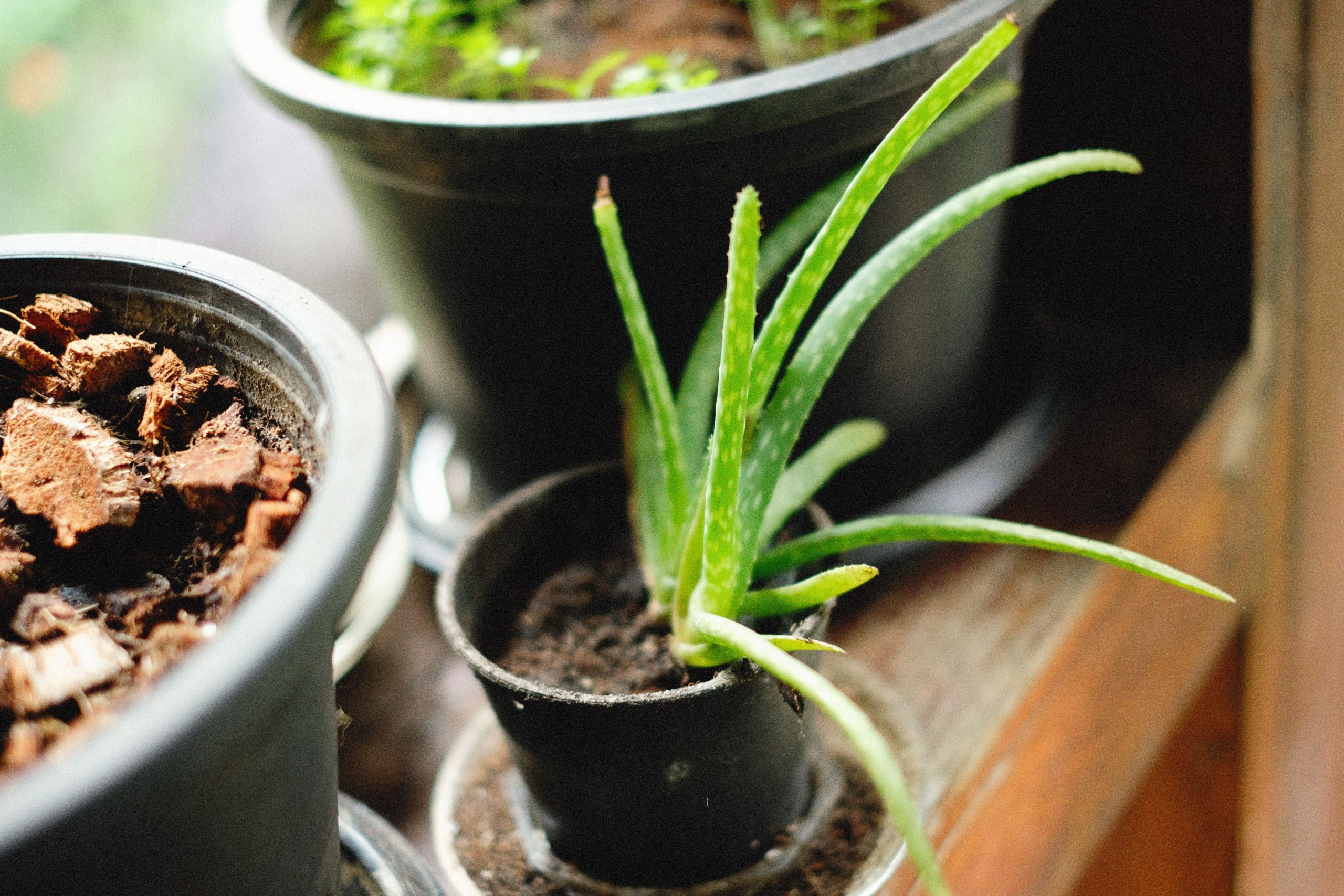 Aloe vera en pot posé sur bois clair