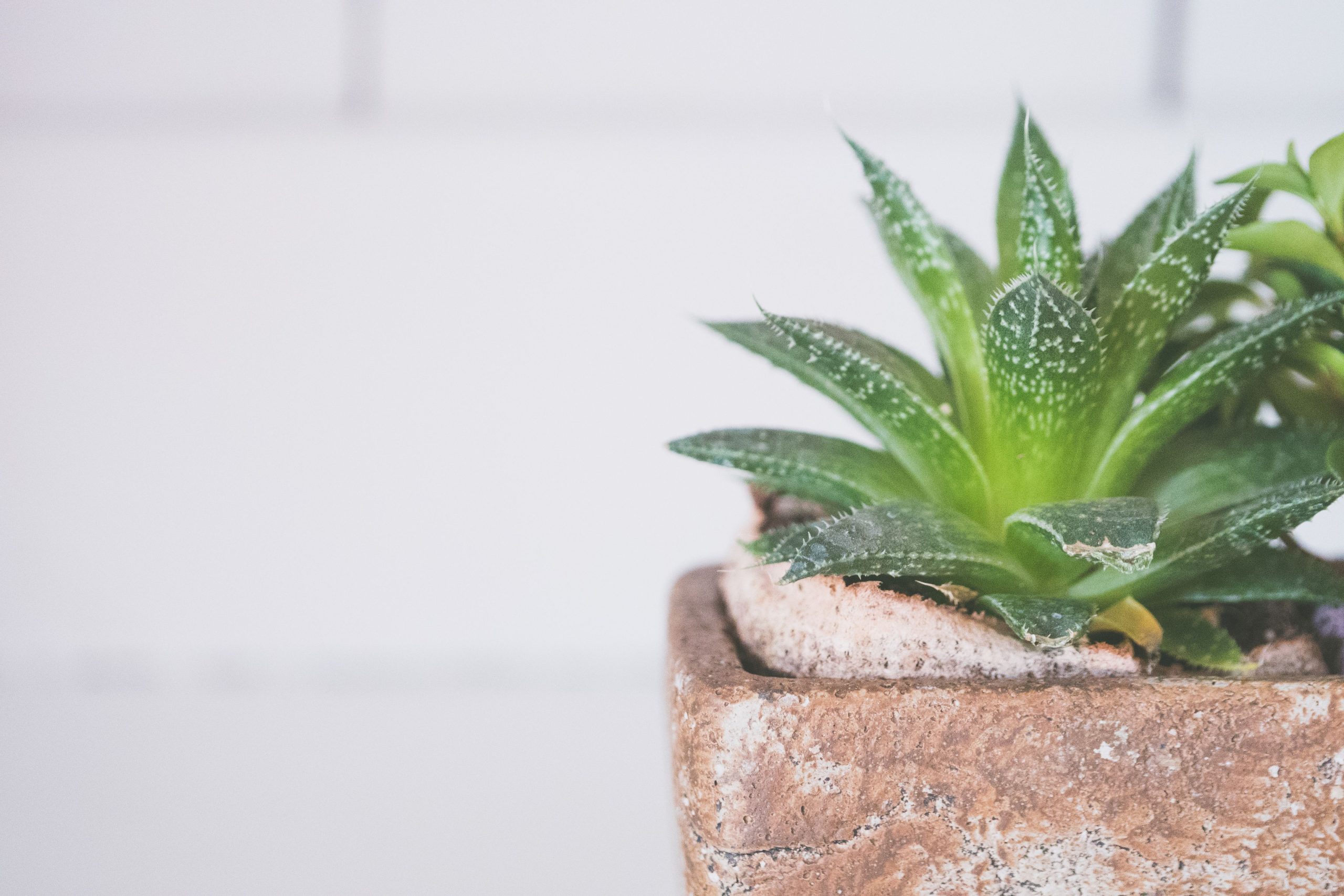 Aloe vera dans un pot rustique d'intérieur