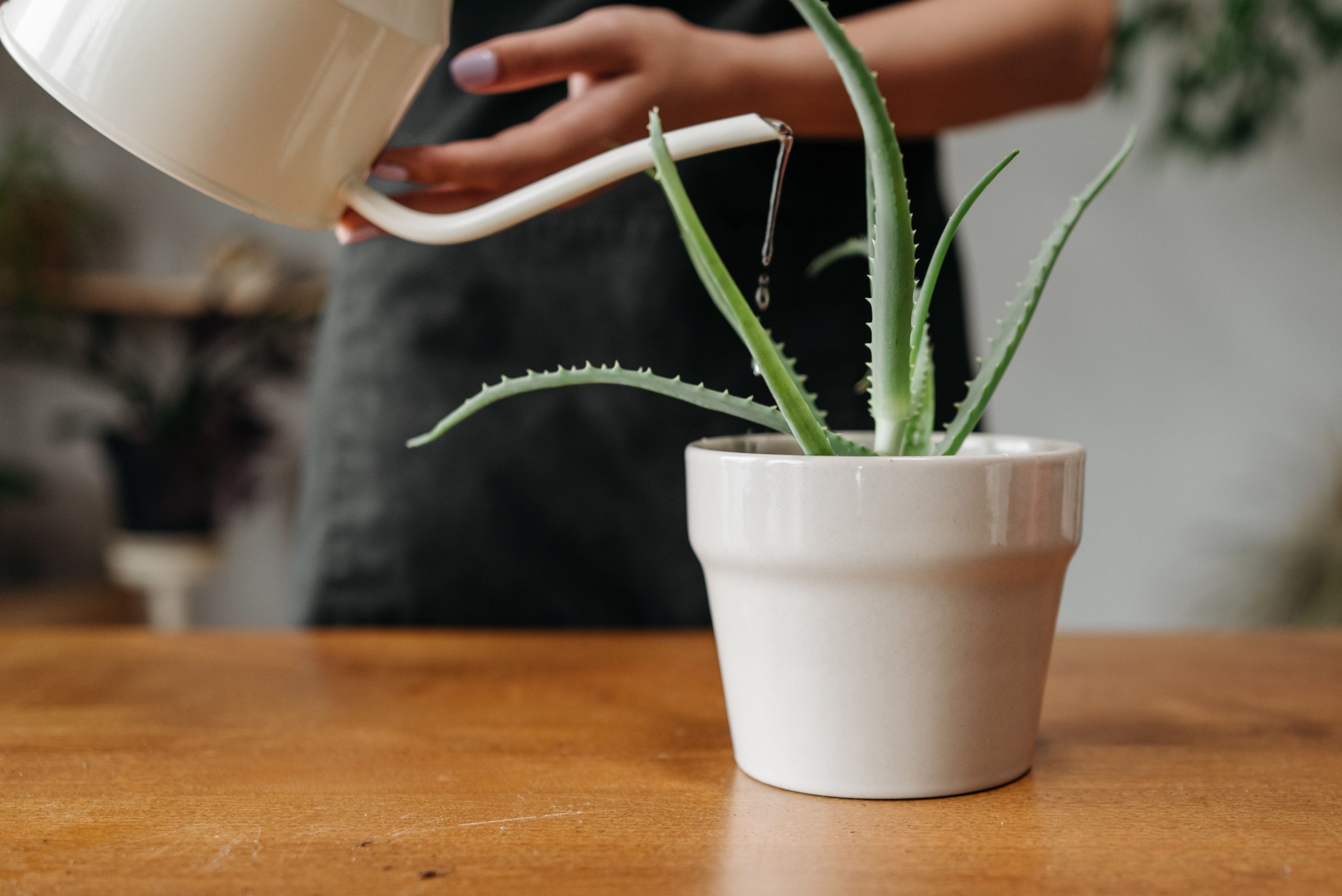 Arrosage d'un aloe vera dans un pot blanc