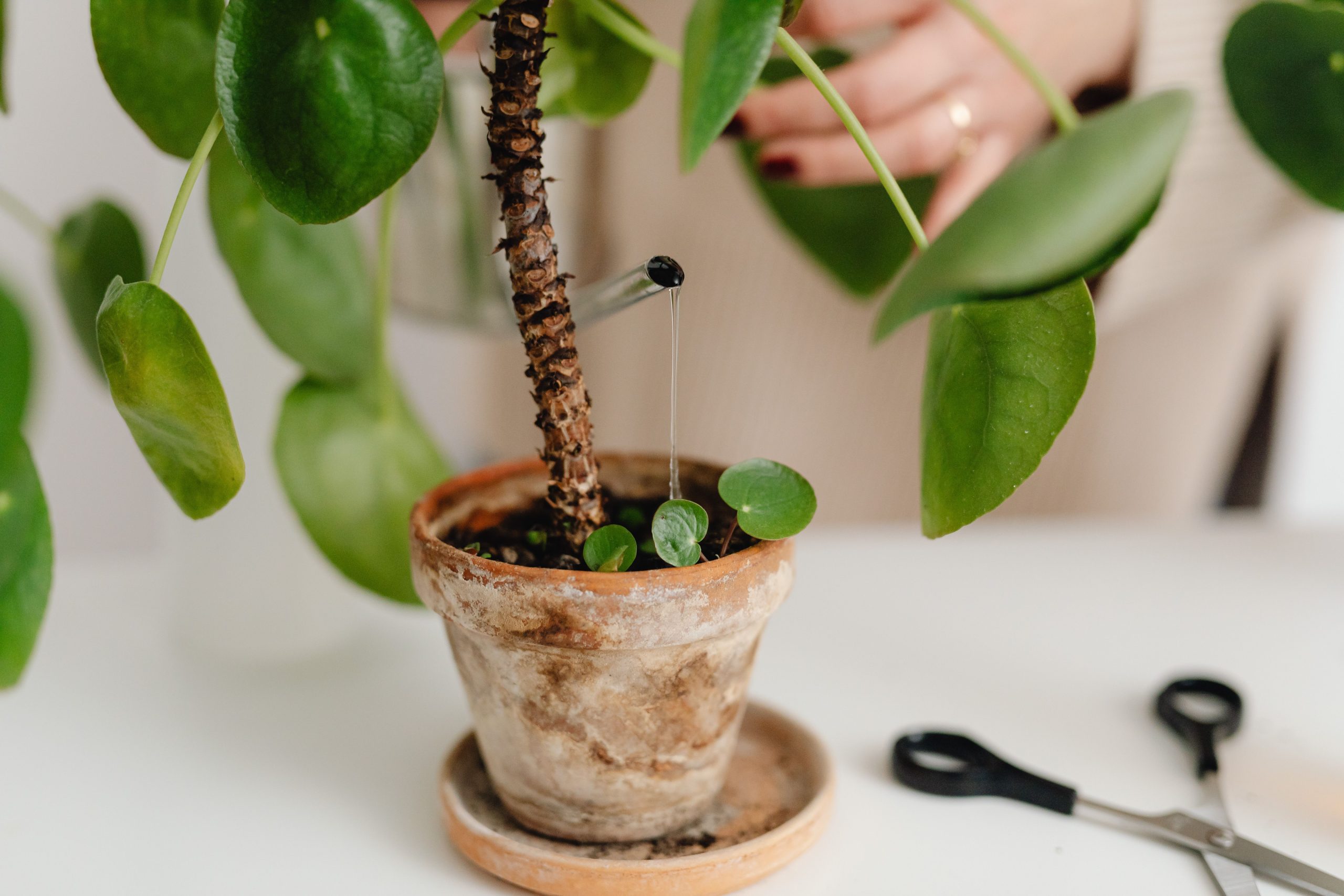 Arrosage goutte à goutte d'une plante en pot