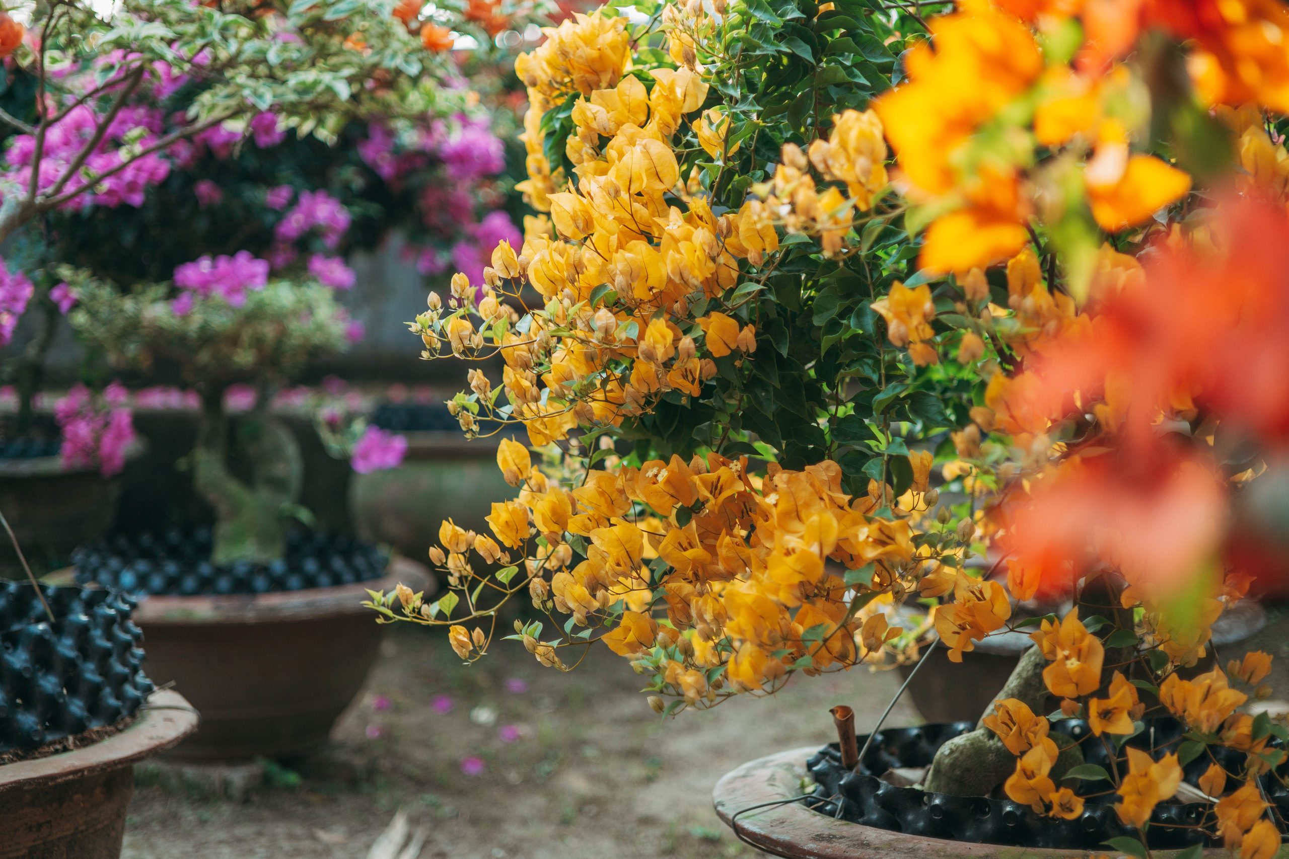 Fleurs colorées de bougainvillier en pots dans un jardin