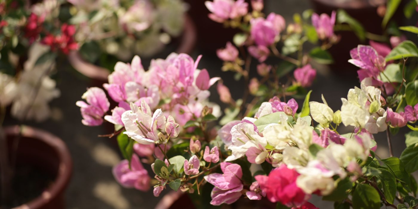Pourquoi votre bougainvillier ne fleurit pas et comment y remédier ?