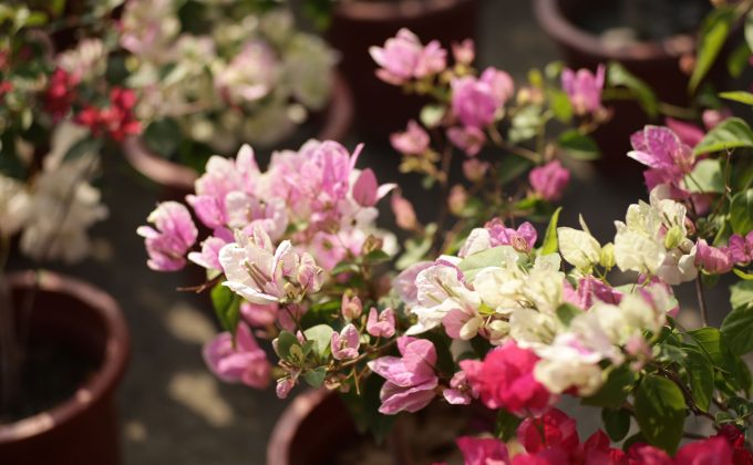 Pourquoi votre bougainvillier ne fleurit pas et comment y remédier ?