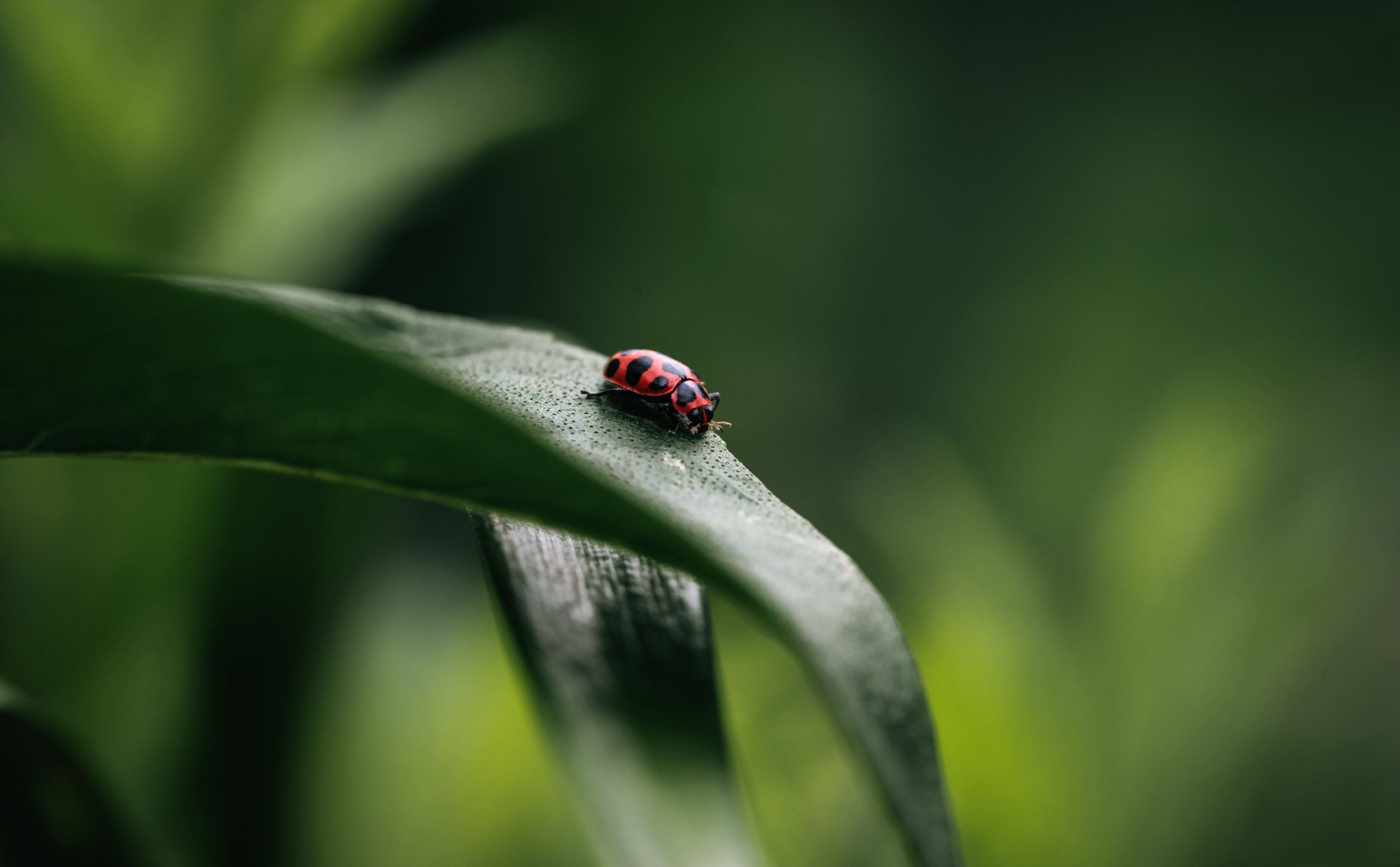 Coccinelle rouge posée sur une feuille verte