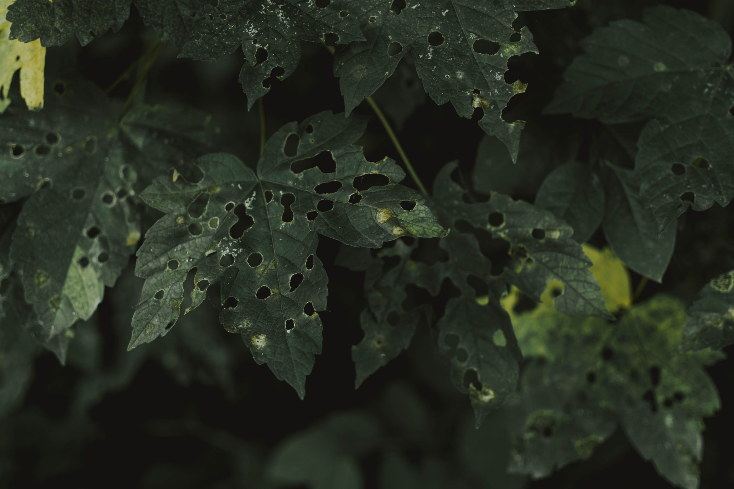 Feuilles vertes percées de trous par les parasites