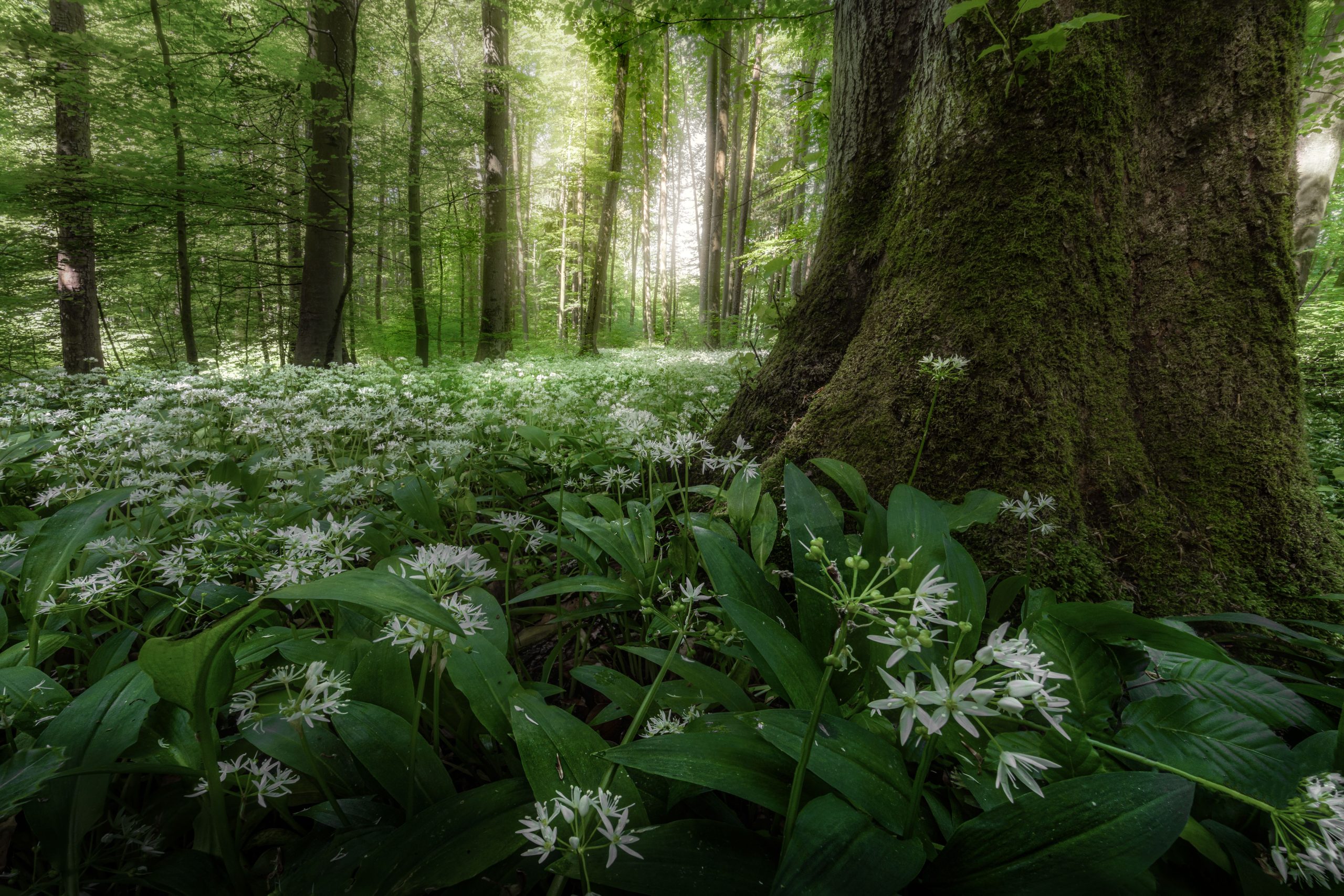 Forêt bavaroise fleurie d'ail des ours