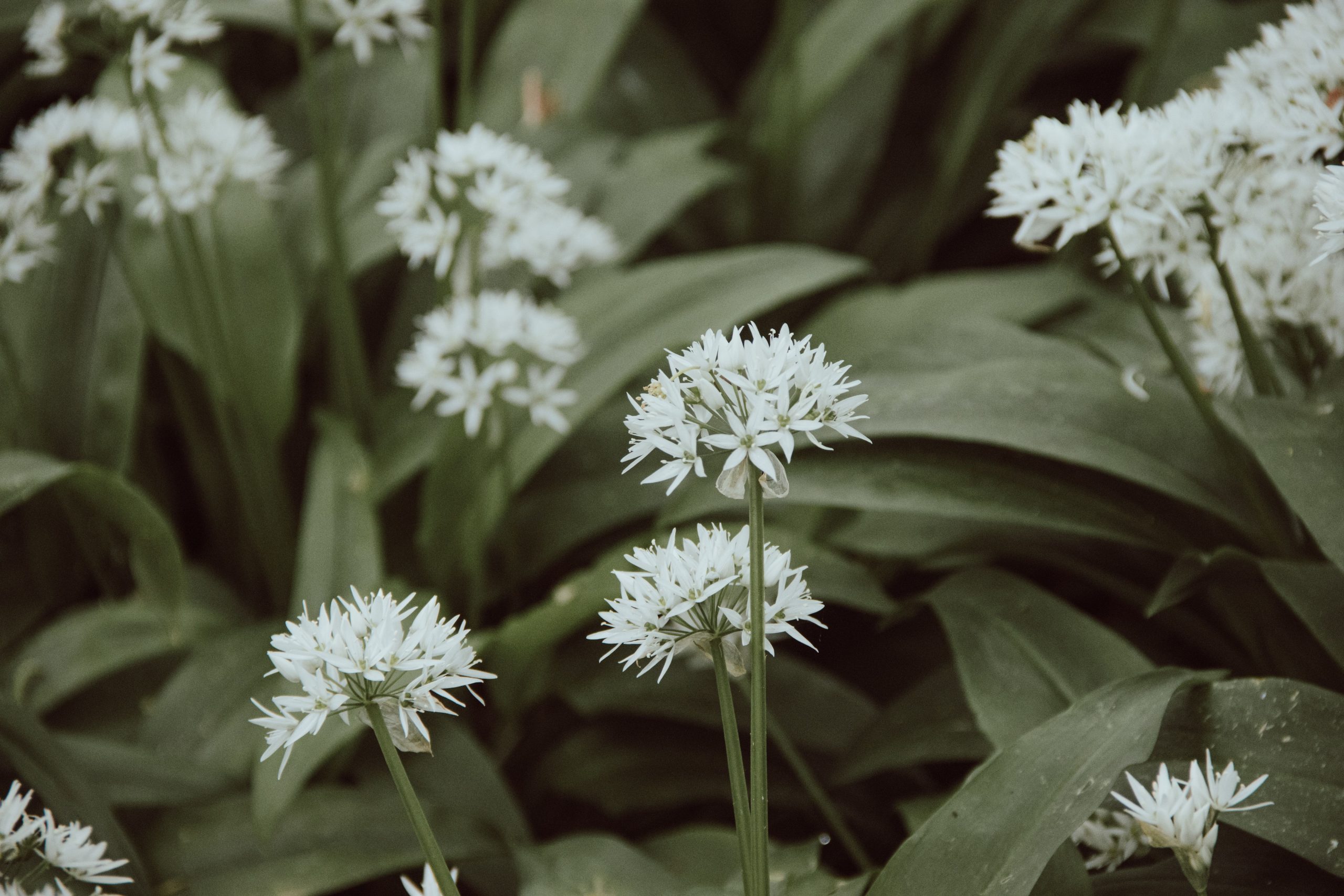 Gros plan sur les fleurs blanches d'ail des ours