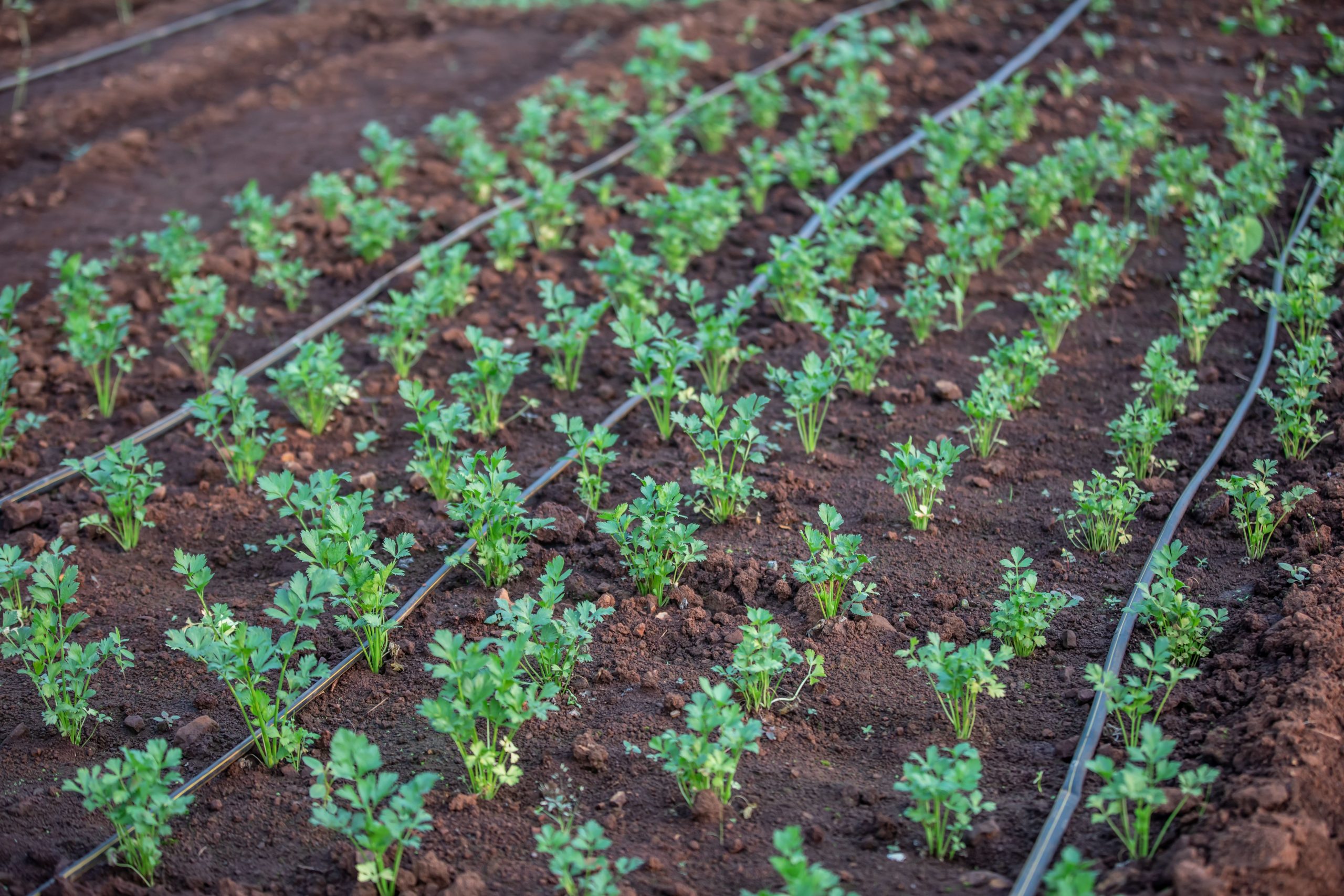 Jeunes plants irrigués par système goutte à goutte