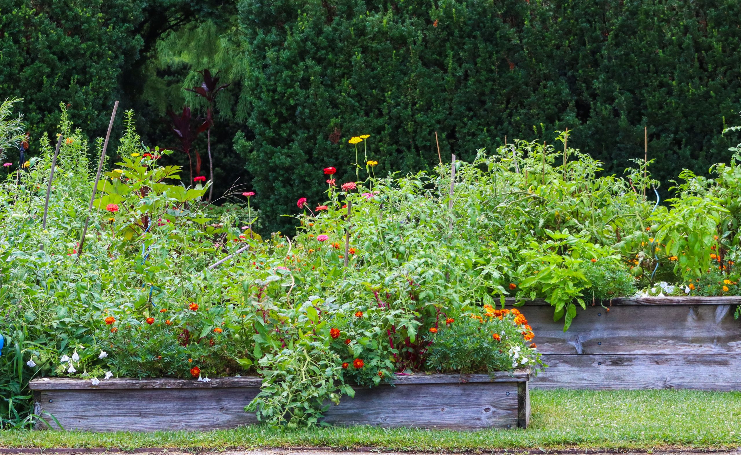 Jardins surélevés avec plantes et fleurs variées