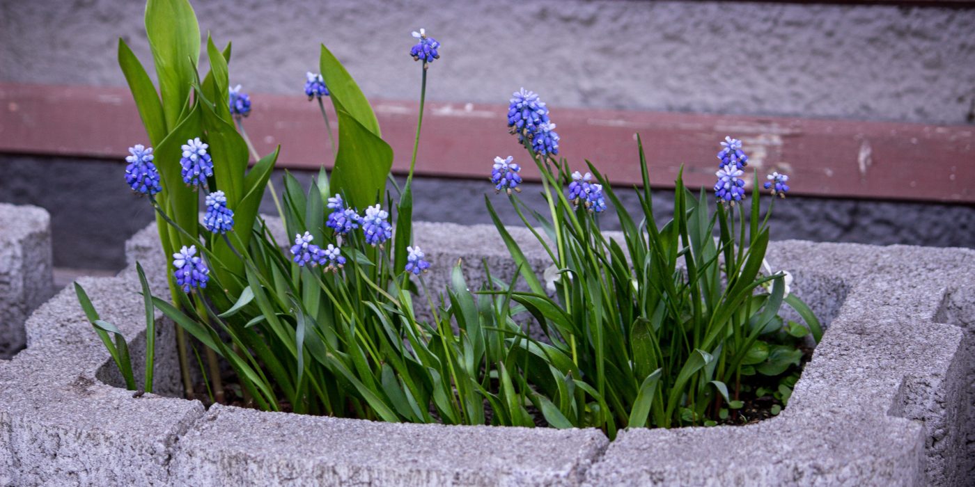 Comment fabriquer une jardinière en parpaing solide et pas chère ?