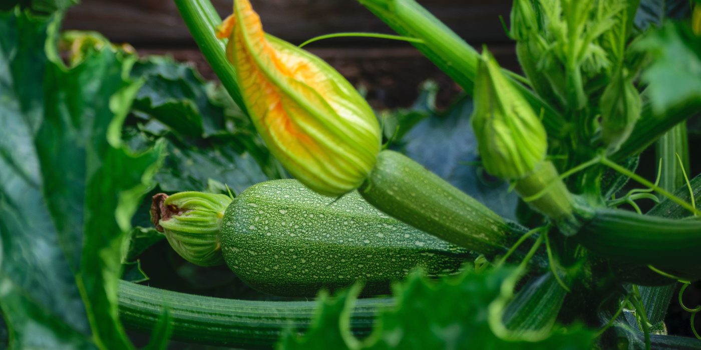 Quoi planter en juin au potager pour bien démarrer ?