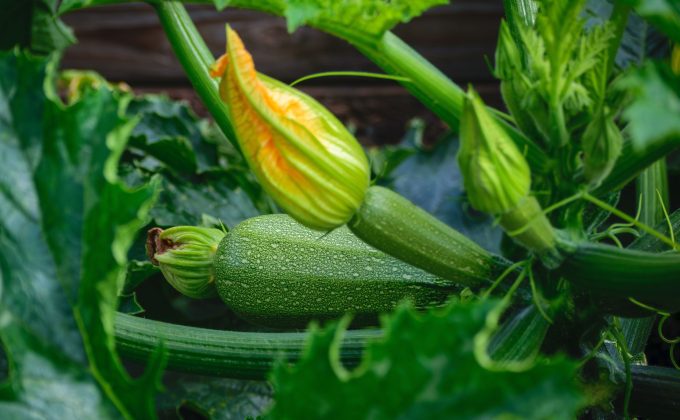 Quoi planter en juin au potager pour bien démarrer ?