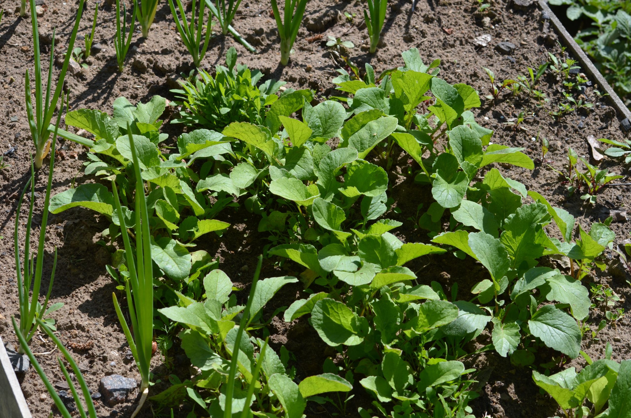 Jeunes plants verts dans un potager ensoleillé