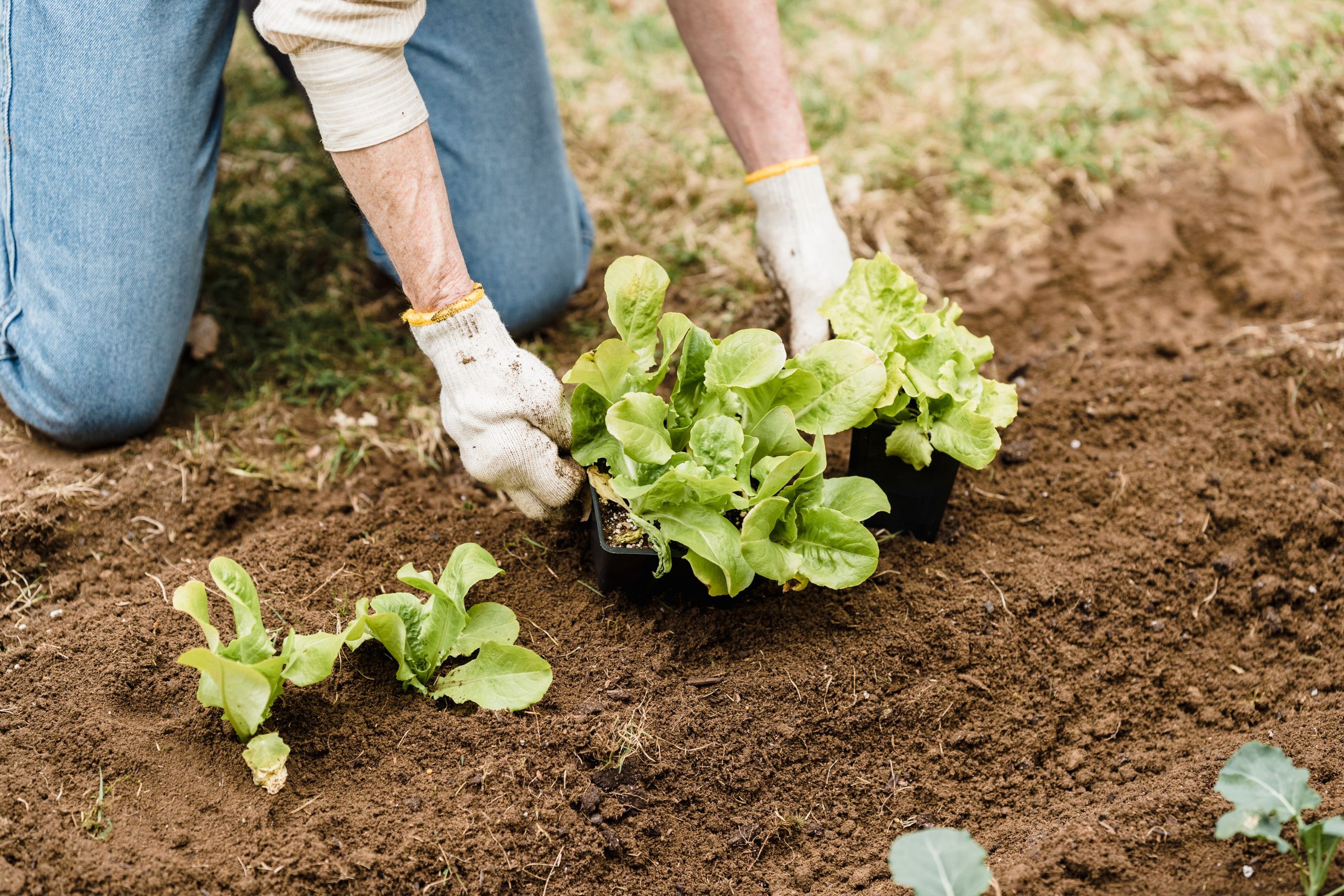 Jardinière plantant des jeunes laitues en terre