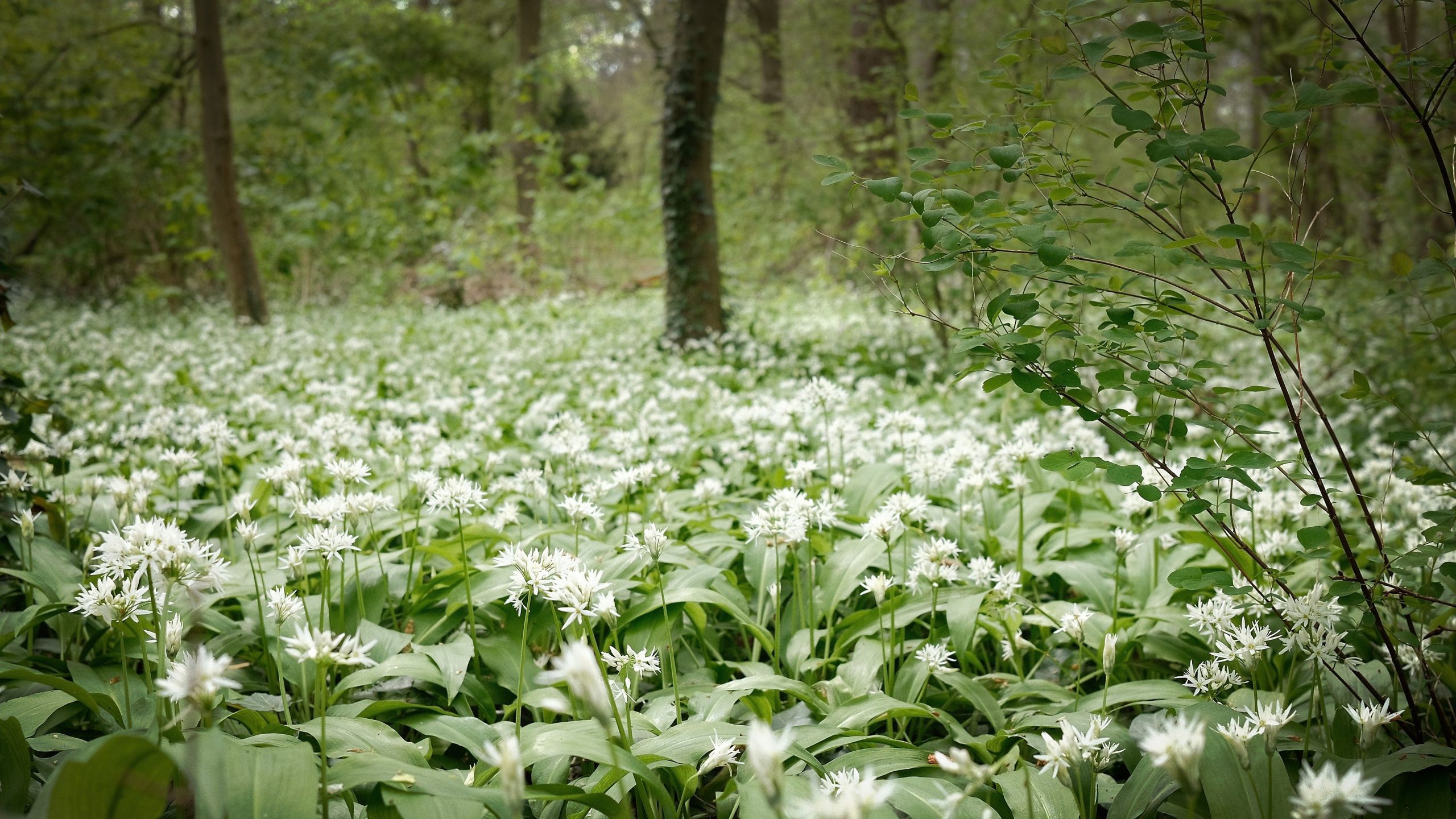 Sous-bois tapissé de fleurs d'ail des ours